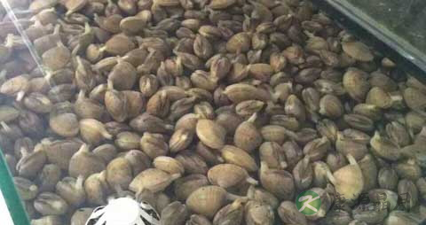 蚬子肉的营养价值_吃蚬子肉的好处