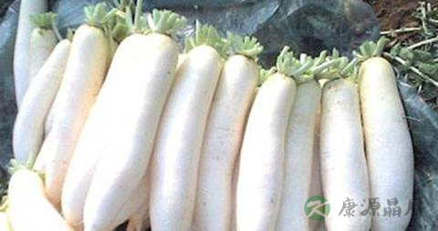 白萝卜和什么煲汤好