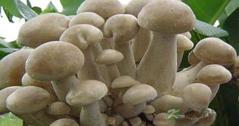 金福菇的营养价值_吃金福菇的好处