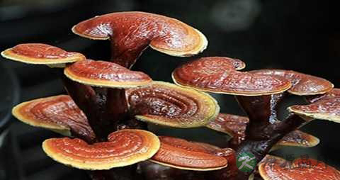 灵芝的营养价值_吃灵芝的好处