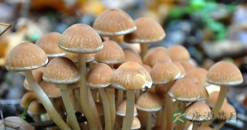 鸡腿菇怎么保存