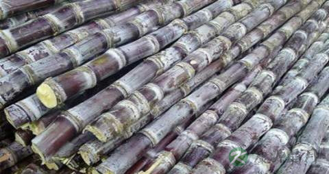 甘蔗的营养价值_吃甘蔗的好处