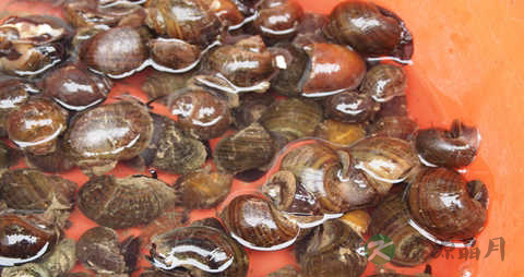 吃田螺的最佳季节是什么时候