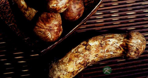 青冈菌的吃法_哪些人不能吃青冈菌