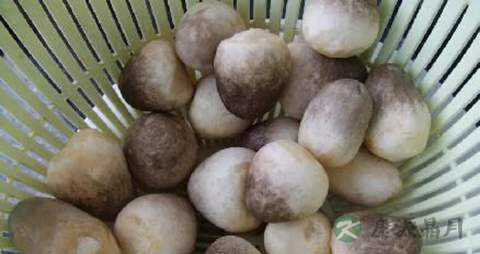 草菇的营养价值_吃草菇的好处
