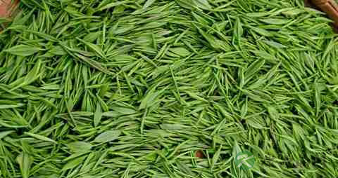 茶叶的营养价值_吃茶叶的好处