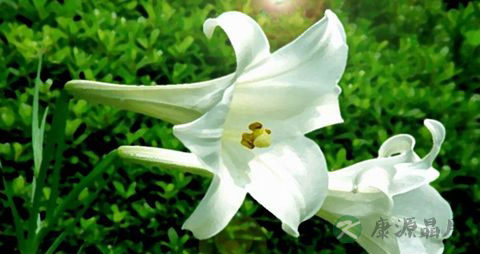 百合花的营养价值_吃百合花的好处