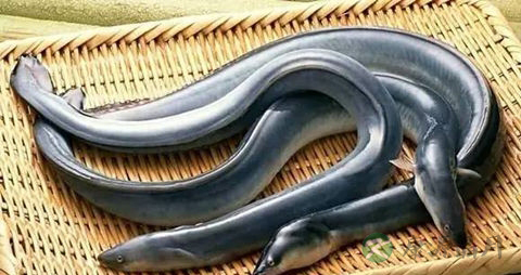 鳗鲡的吃法_哪些人不能吃鳗鲡
