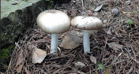 秆菇的吃法_哪些人不能吃秆菇
