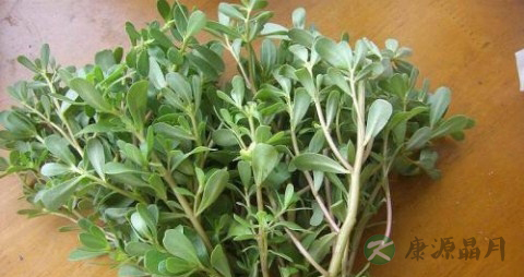 马齿苋能治肾炎吗