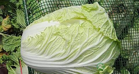 大白菜的营养价值_吃大白菜的好处