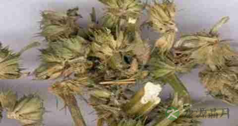 益母草的营养价值_吃益母草的好处