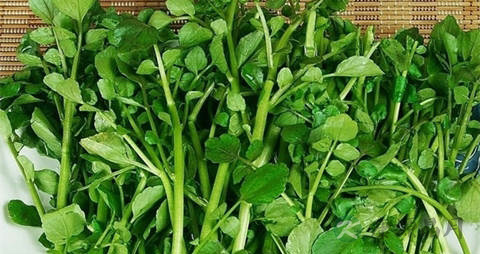 豆瓣菜的吃法_哪些人不能吃豆瓣菜