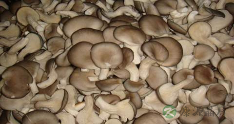 平菇的营养价值_吃平菇的好处