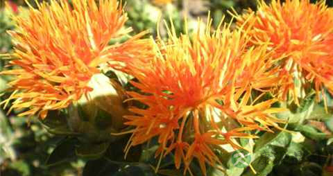 红花籽油怎么吃