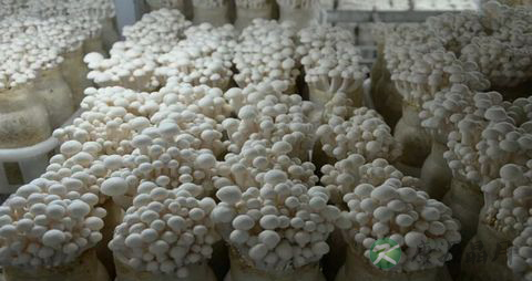 白玉菇的营养价值_吃白玉菇的好处