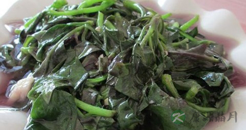 红背菜的营养价值_吃红背菜的好处