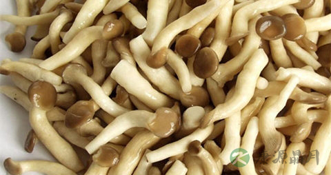 小平菇的吃法_哪些人不能吃小平菇