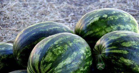 西瓜皮煮水的功效