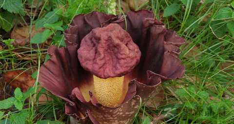 魔芋的营养价值_吃魔芋的好处