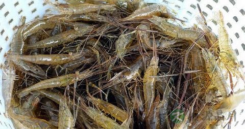 河虾的吃法_哪些人不能吃河虾