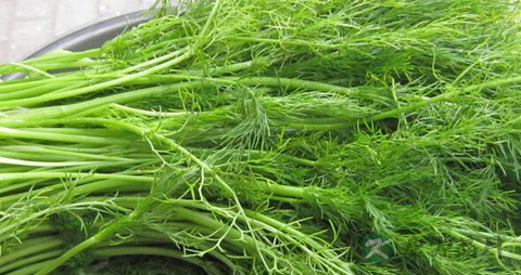 茴香菜的营养价值_吃茴香菜的好处
