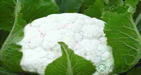 白菜花的营养价值_吃白菜花的好处