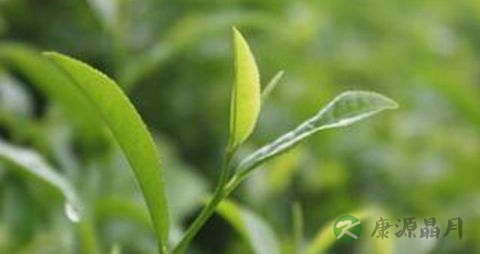 茶叶的吃法_哪些人不能吃茶叶