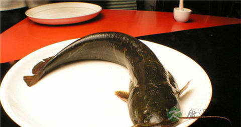 梭边鱼和鲶鱼的区别 梭边鱼和鲶鱼的区别