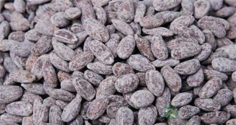 吊瓜子上火吗