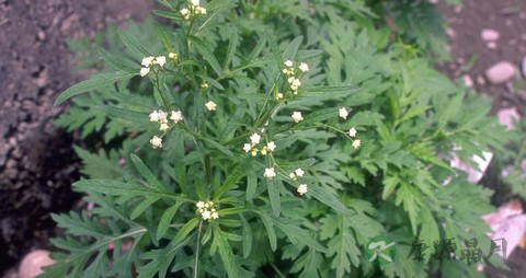 艾草的营养价值_吃艾草的好处