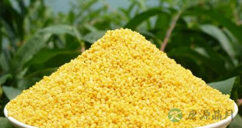 小米属于寒性食物吗