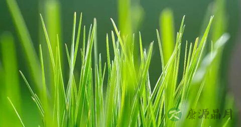 小麦苗的营养价值_吃小麦苗的好处