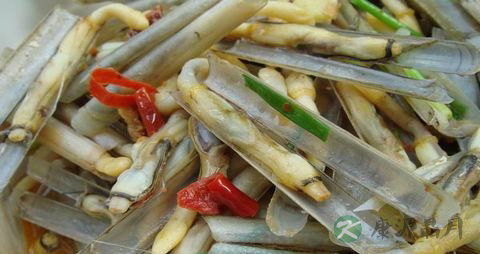 竹蛏的吃法_哪些人不能吃竹蛏