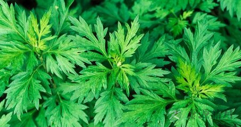 艾蒿的吃法_哪些人不能吃艾蒿
