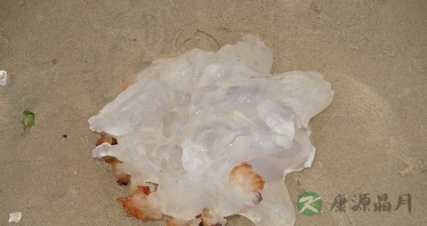 海蜇的营养价值_吃海蜇的好处