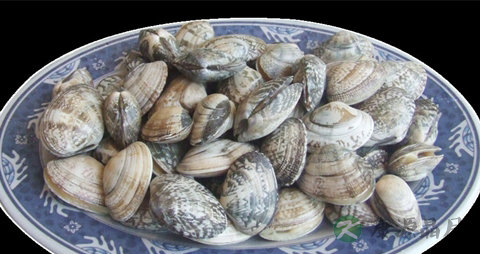 蛤蜊怎么快速去泥沙