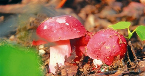 野生红菇的吃法_哪些人不能吃野生红菇