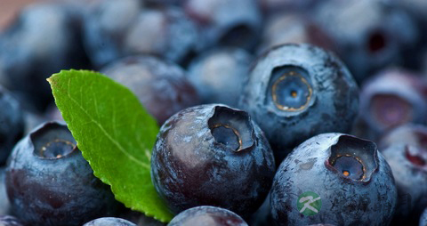 蓝莓的营养价值_吃蓝莓的好处