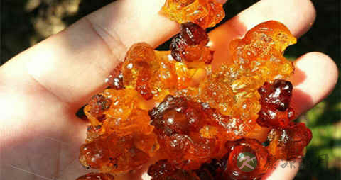 桃胶的营养价值_吃桃胶的好处