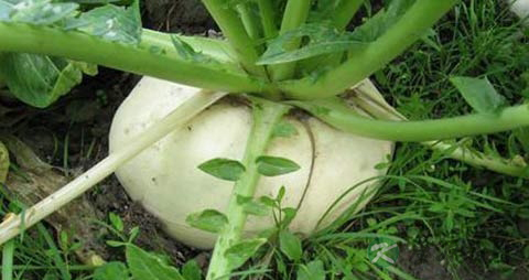 盘菜的营养价值_吃盘菜的好处
