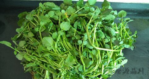 坐月子能不能吃西洋菜