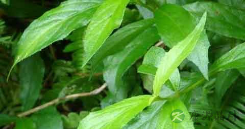 东风菜的营养价值_吃东风菜的好处
