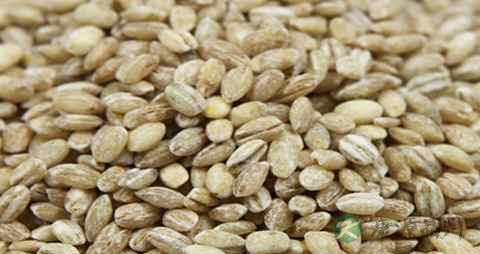 淮小麦与浮小麦的区别