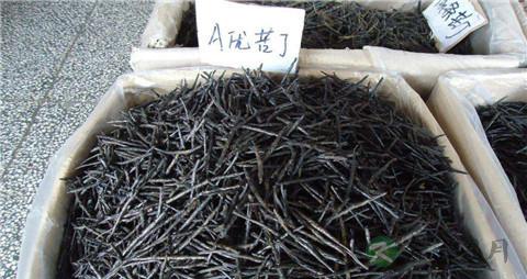 苦丁茶的真假鉴别