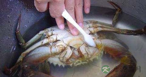 螃蟹怎么清洗