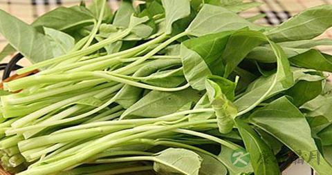 蕹菜芽的吃法_哪些人不能吃蕹菜芽
