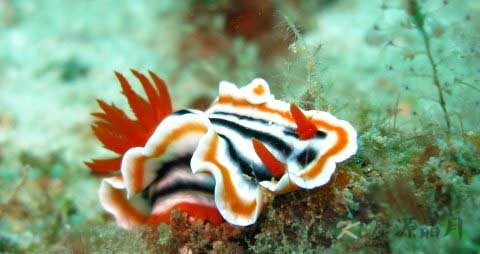 海兔的吃法_哪些人不能吃海兔 海兔的吃法_哪些人不能吃海兔