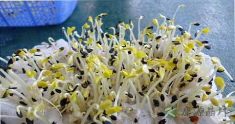 芝麻芽的营养价值_吃芝麻芽的好处