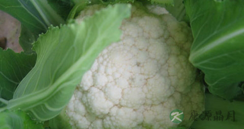 菜花的吃法_哪些人不能吃菜花
